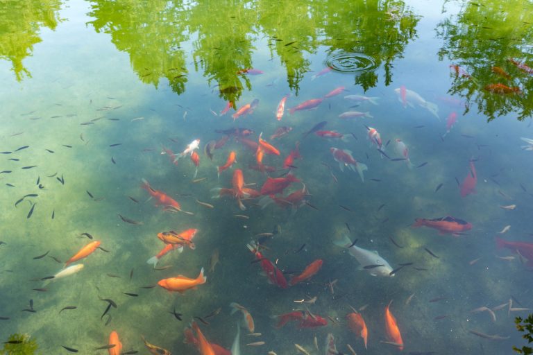 Rhodes Island | Eleousa | Manos Going Excursions and Private Tours